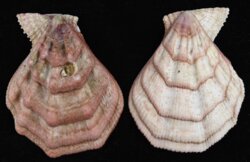 Swiftopecten swiftii