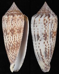Phasmoconus australis