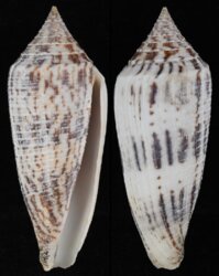Phasmoconus australis