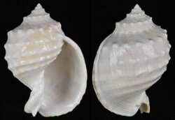 Echinophoria kurodai