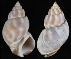 Babylonia pieroangeloi