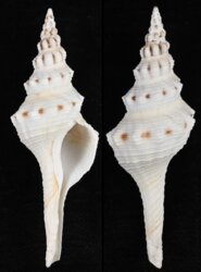 Fusinus tuberculatus