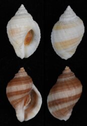 Nucella lapillus 'bizonalis'