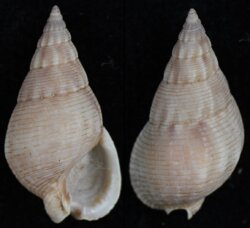 Nassarius pyramidalis