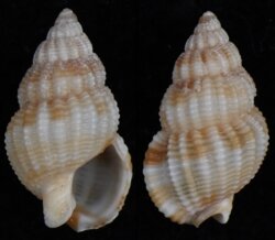 Nassarius muiri
