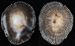 Siphonaria pectinata