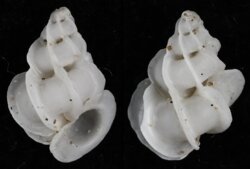 Epitonium replicatum