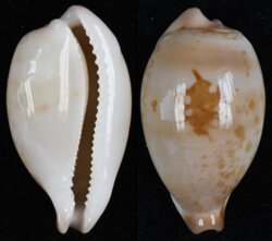 Austrasiatica hirasei