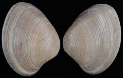 Notocallista disrupta