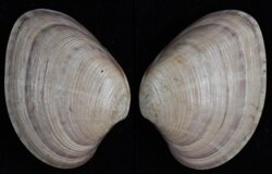 Notocallista disrupta