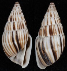 Anctus laminiferus