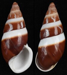 Dolichostyla virgata