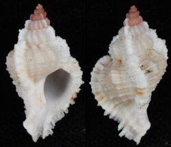 Chicomurex laciniatus