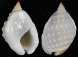 Nassarius graniferus