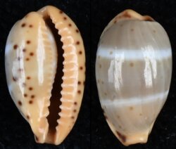 Palmadusta lutea lutea fma mactanica