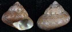 Gibbula latior