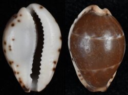 Palmadusta androyensis