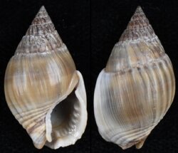 Nassarius olivaceus