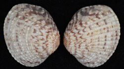 Gafrarium pectinatum