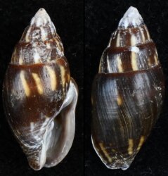 Mitra paupercula