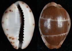 Palmadusta androyensis