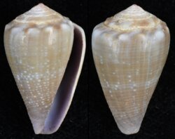 Kioconus parvulus meyeri