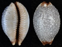 Staphylaea staphyleae laevigata