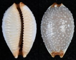 Staphylaea staphyleae laevigata