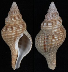 Fusinus ocelliferus