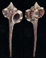 Haustellum haustellum