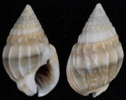 Nassarius acuticostus