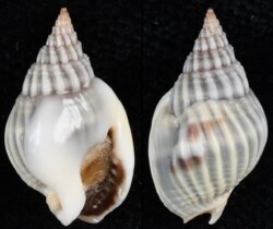 Nassarius pullus