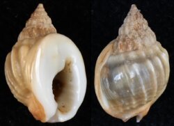 Nassarius pullus