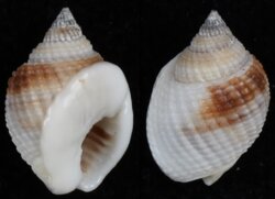 Nassarius globosus