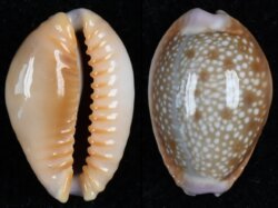 Naria helvola hawaiiensis