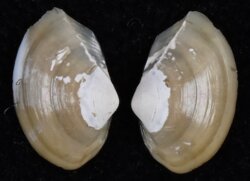 Carinineilo carinifera