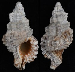 Cymatium nicobaricum