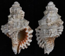 Cymatium nicobaricum