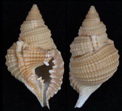 Distorsio reticulata