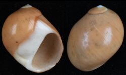 Polinices aurantius