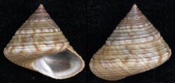 Calliostoma zizyphinum