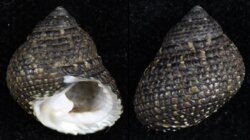Monodonta canalifera