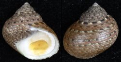 Monodonta canalifera