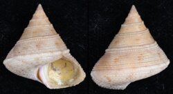 Calliostoma granulatum