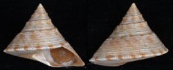 Calliostoma formosense