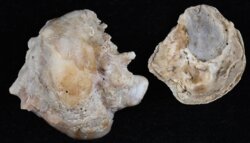 Neopycnodonte cochlear