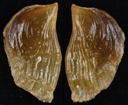 Streptopinna saccata