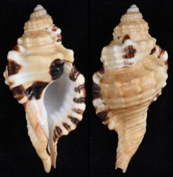 Cymatium grandimaculatum