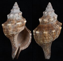Pleuroploca trapezium