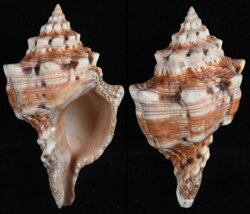 Pleuroploca clava